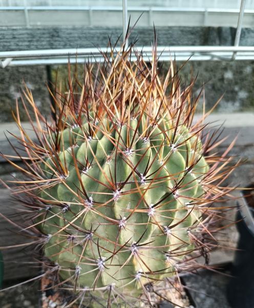 Lobivia ferox v. longispina P71